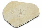 Floating Crinoid (Saccocoma) Fossil - Solnhofen Limestone #351006-1